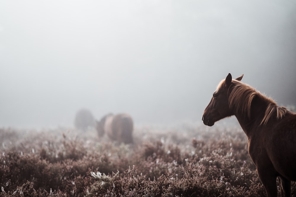 black horse surrounded by fog