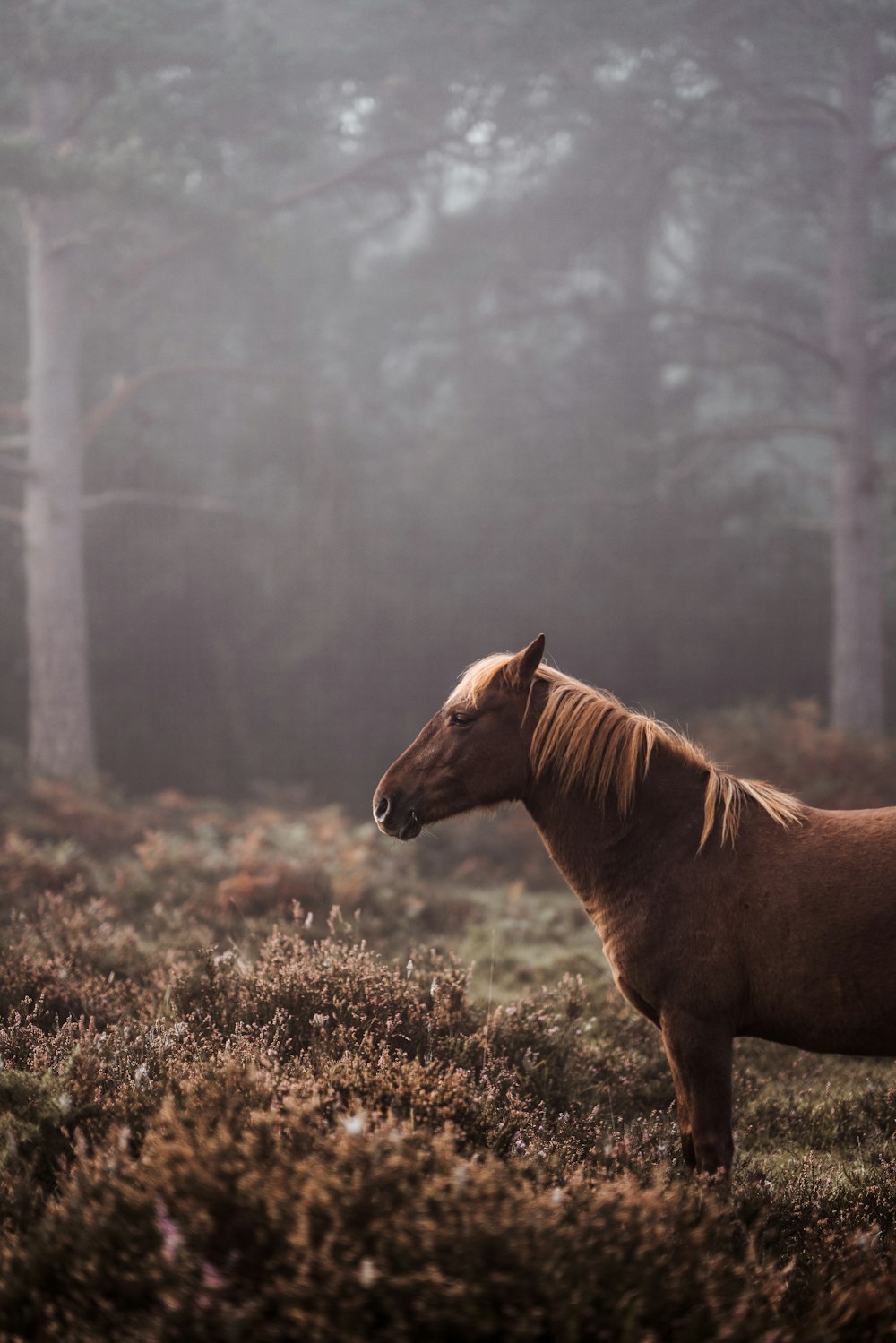 brown horse in grass field
