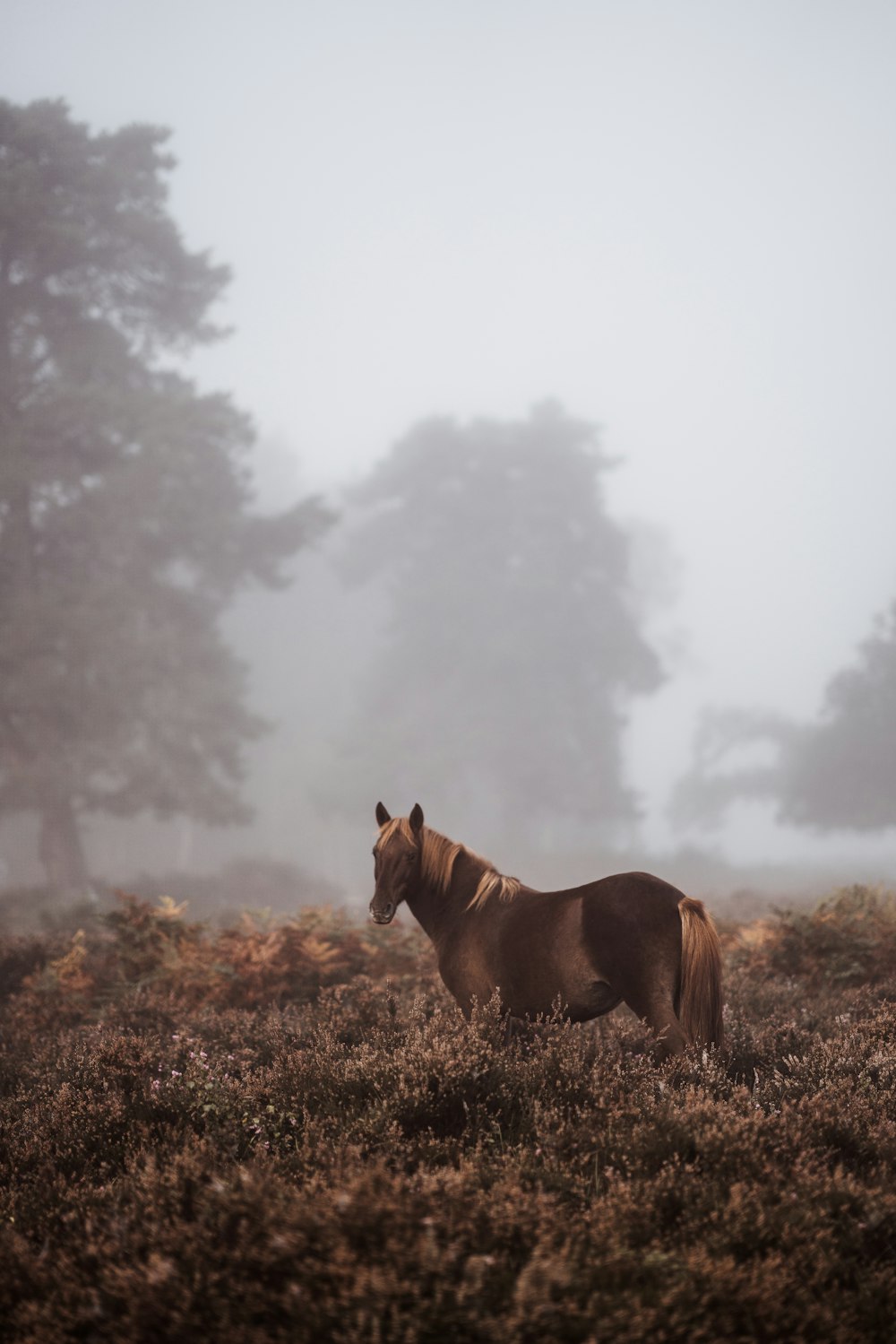 brown horse