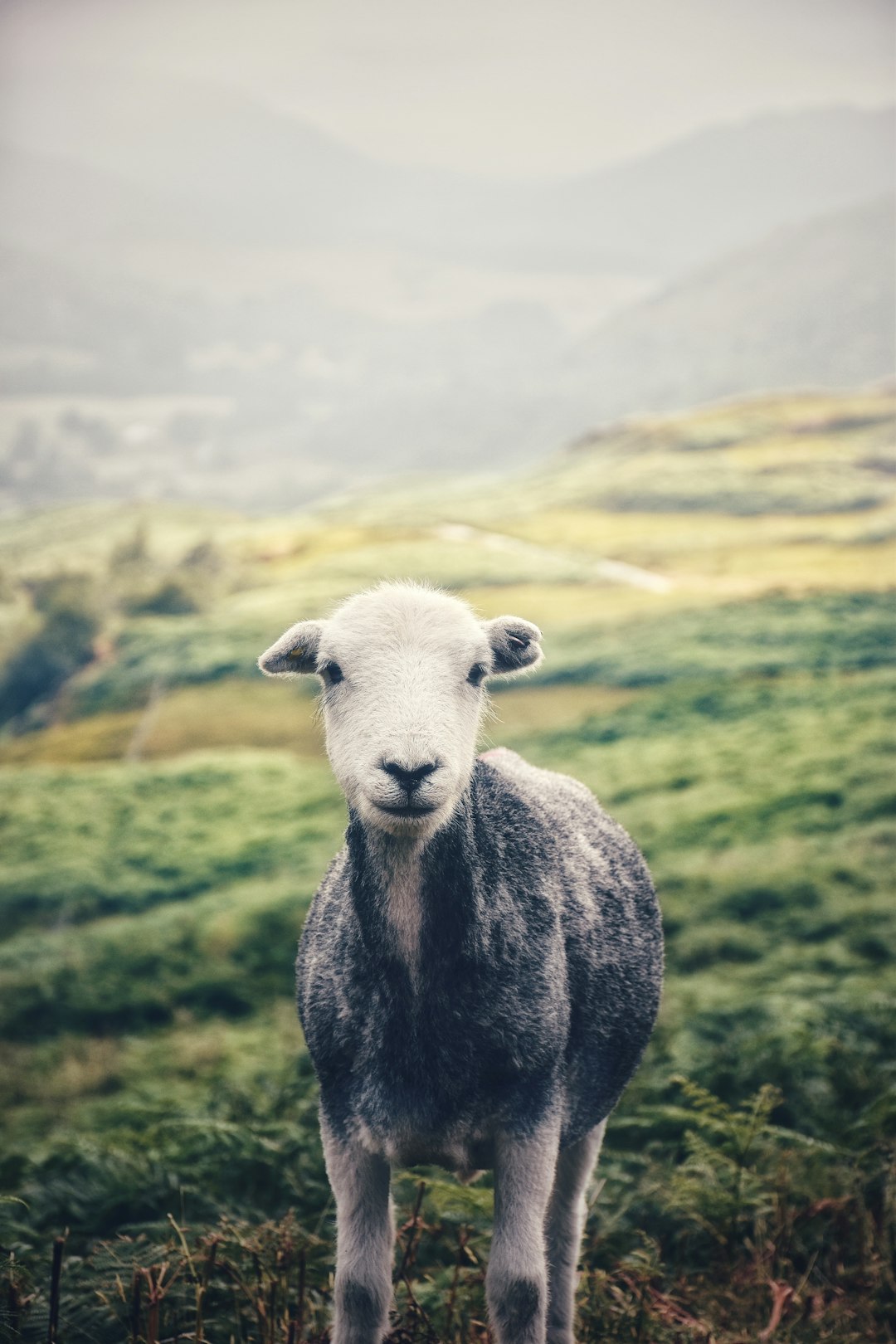 Wildlife photo spot Hardknott Pass Liverpool