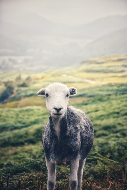 Hardknott Pass things to do in Wasdale Head