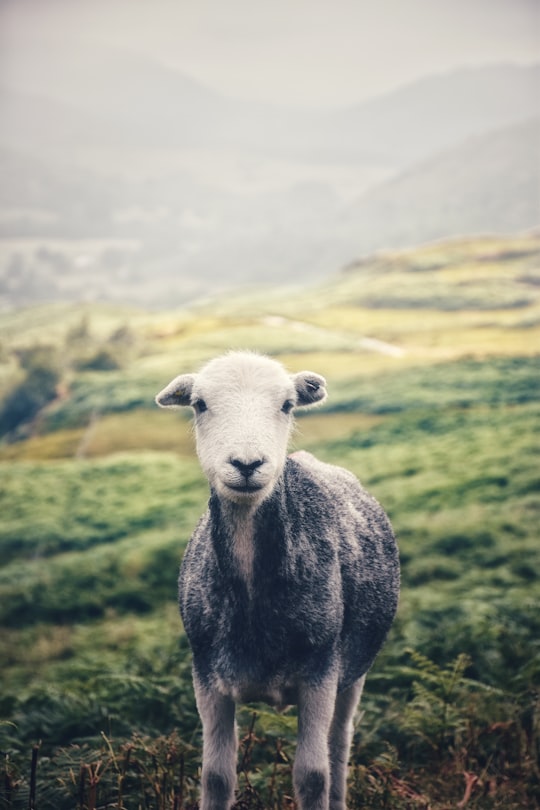 black and white sheep on green grass field in Hardknott Pass United Kingdom