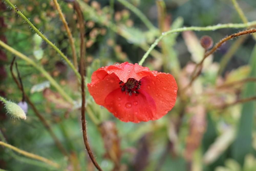 red flower