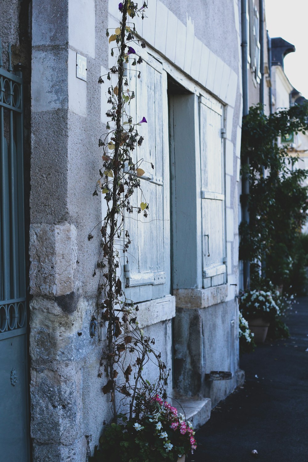 green leafed vines on concrete wall