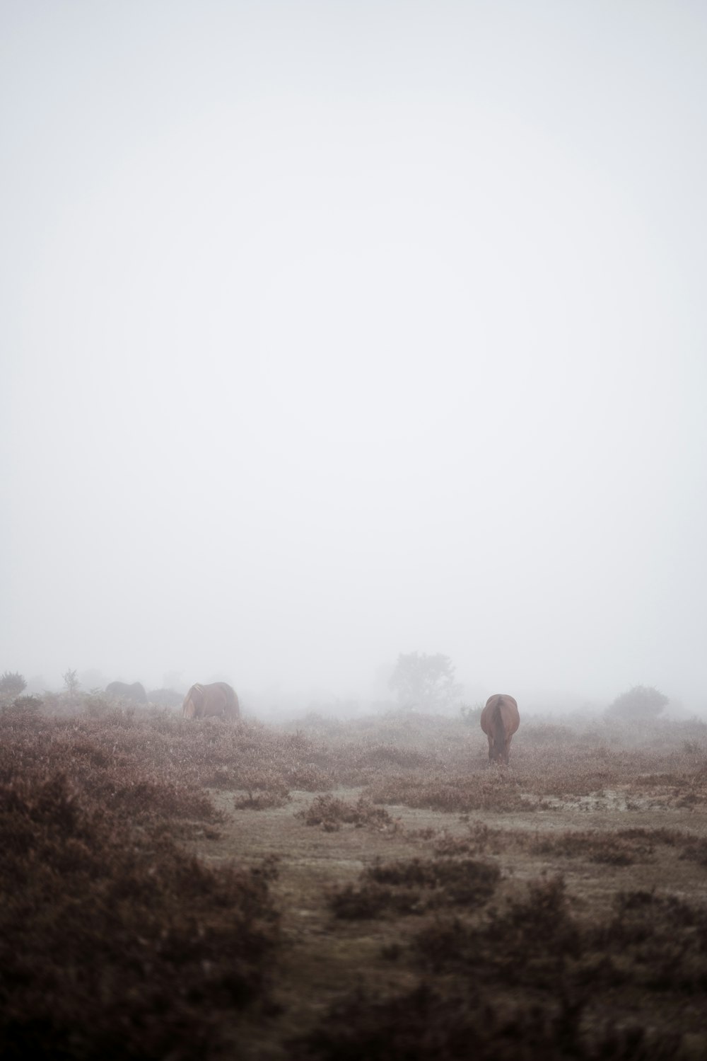 area covered in white fog]