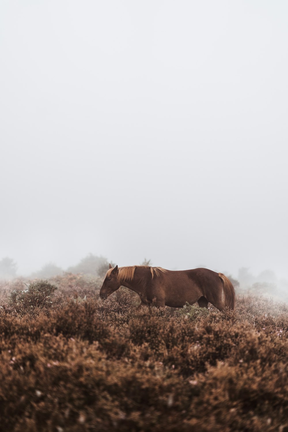 brown horse standing on grass field