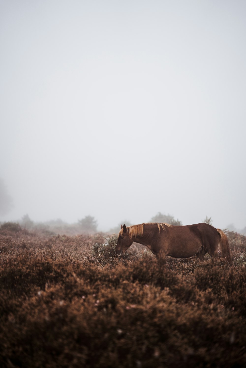 Cavalo marrom no campo marrom