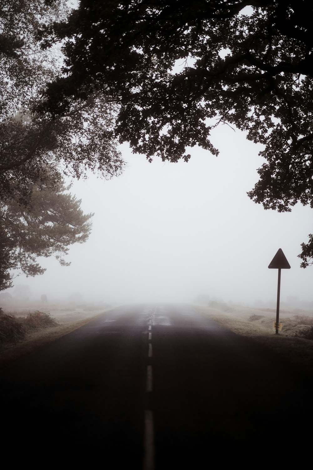 foggy road