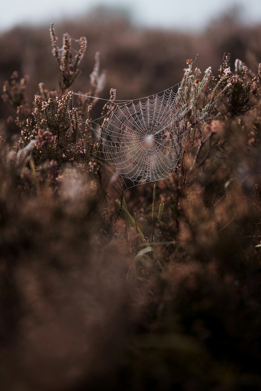 spider web on green plant during daytime