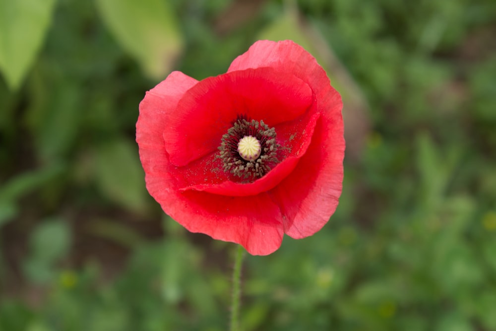 selective focus photography of red petaled flower