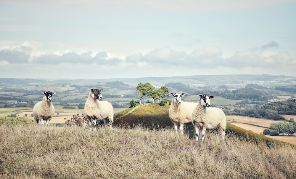 Vier weiße Schafe
