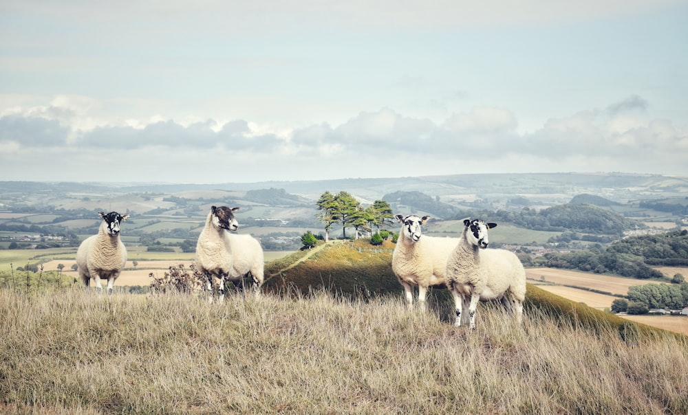 quatre moutons blancs