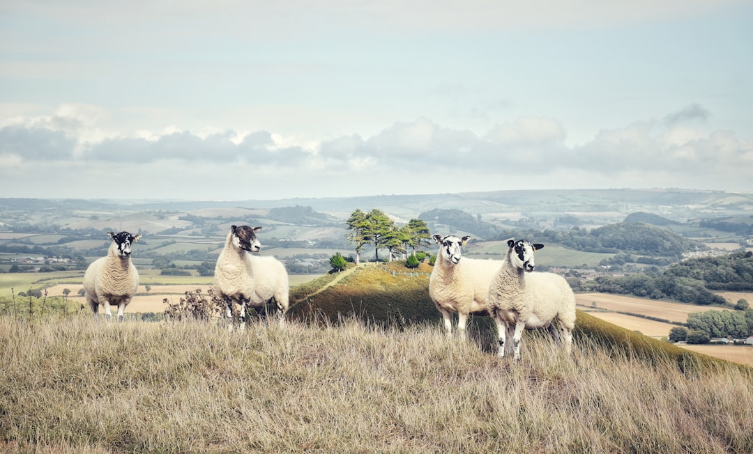 four white sheeps