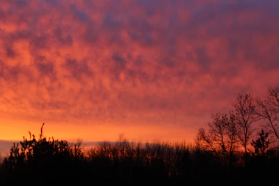 A vibrant orange and pink sunset over a quiet Australian bushland, silhouetting eucalyptus trees.