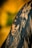 A black and white tattoo is depicted on skin, featuring a detailed face with long, flowing hair. Above the face, a skull is intricately integrated into the design, creating a mysterious and artistic composition. The background is a blurred gradient of yellow and green, enhancing the contrast of the tattoo art.