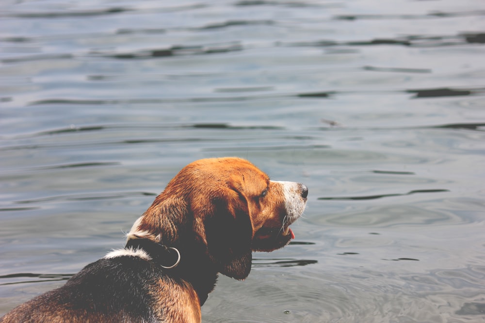 tri-color beagle swimming in water
