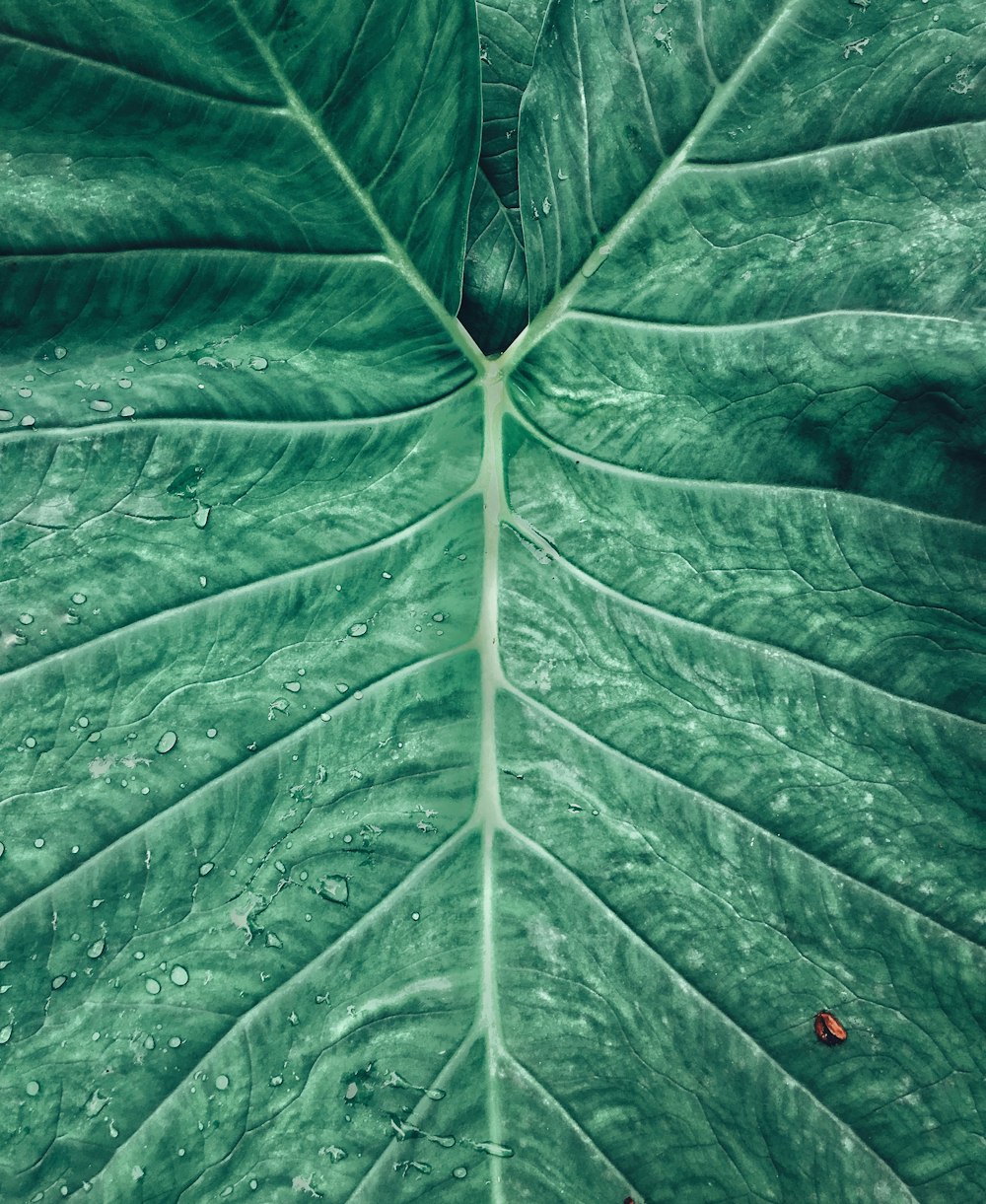 green leaf