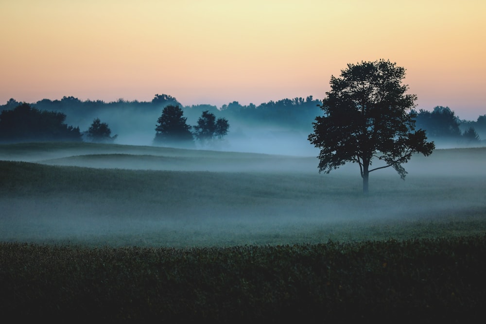 trees on grass field