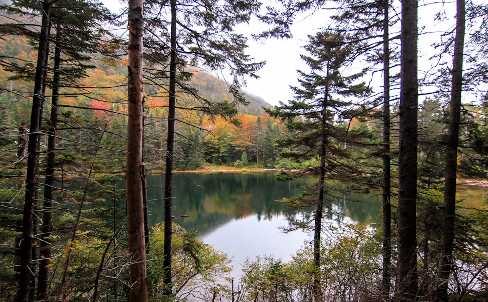 calm body of water surrounded by trees at daytime