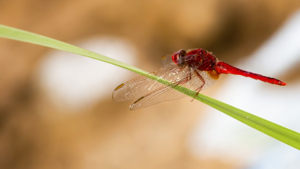 red dragonfly standing on green grass