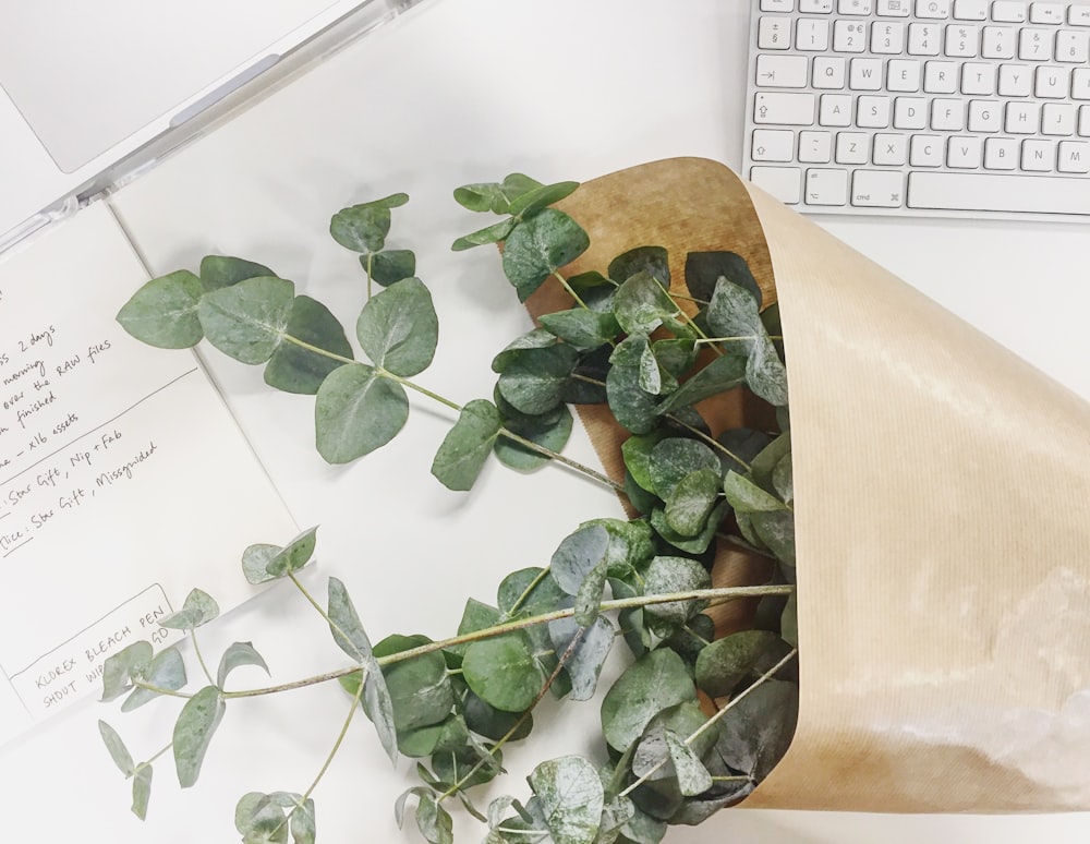 planta de hojas verdes junto al teclado mágico plateado de Apple