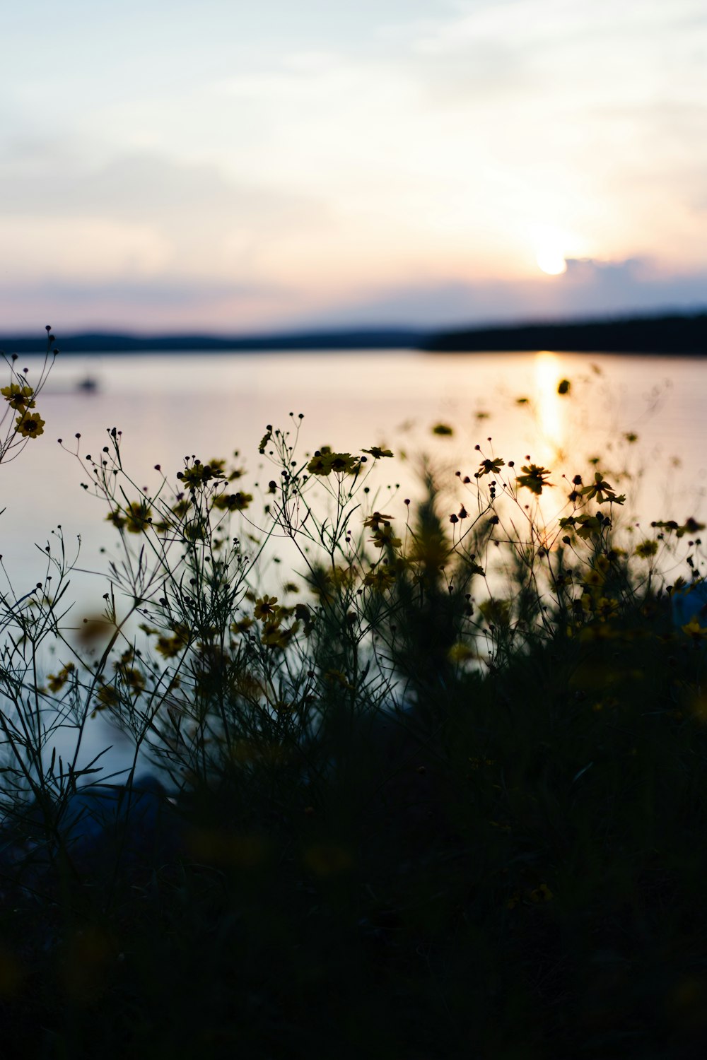 silhouette of grass beside body of water