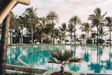 A tranquil hotel pool surrounded by palm trees.
