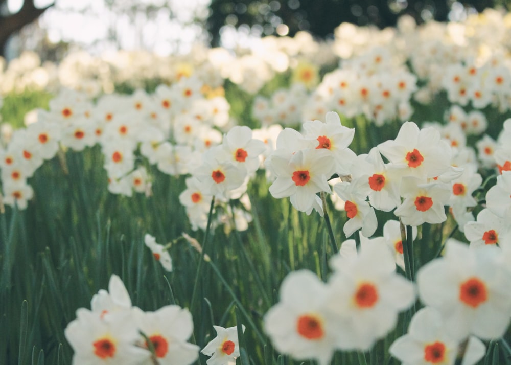 white flower field during daytime