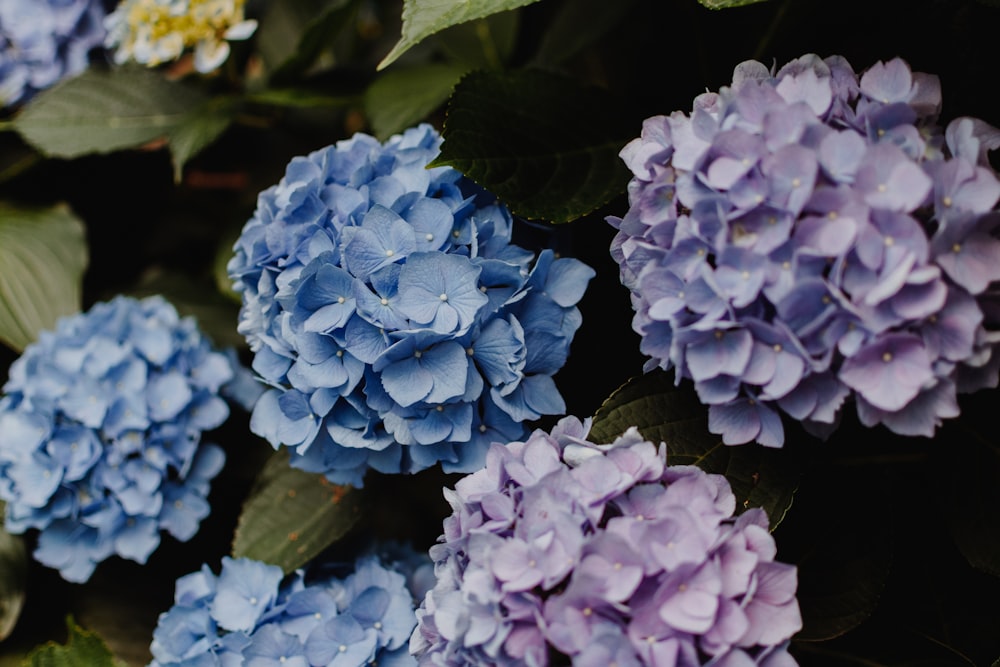 purple and blue petaled flowers