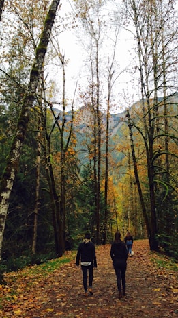 A serene forest path covered with fallen autumn leaves, surrounded by tall trees with sparse foliage. Three people are walking away, immersed in the natural setting. The scene conveys a sense of tranquility and connection with nature, with distant mountains partially visible through the trees.