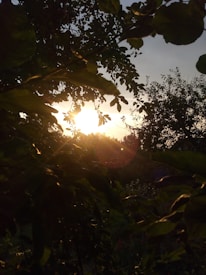 Sunlight filters through dense foliage, creating a serene and natural ambiance. The image captures an interplay of light and shadow, with the sun low on the horizon and leaves silhouetted against the sky.