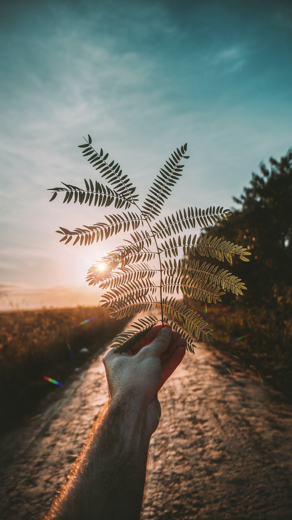 person holding green plant