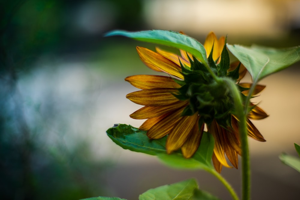 close-up photo of yellow petal flower