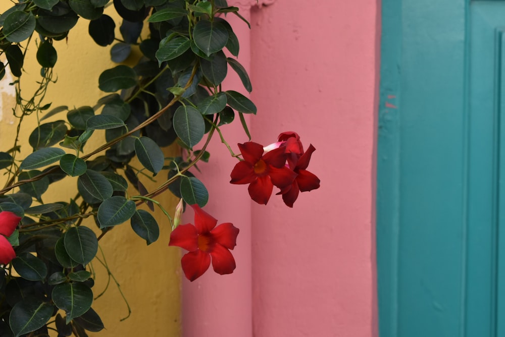 red flowers blooming near closed blue door