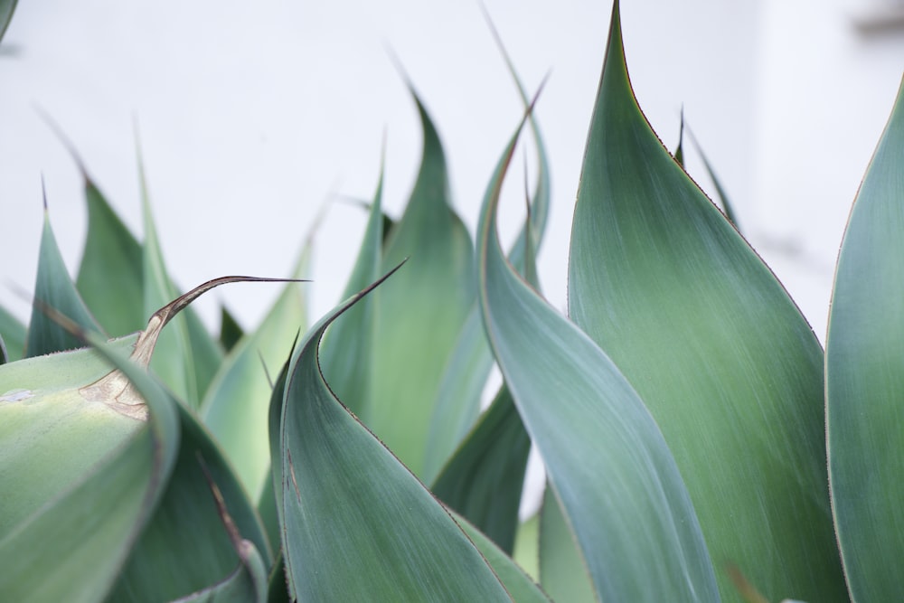 Grünes Blatt Makroaufnahme