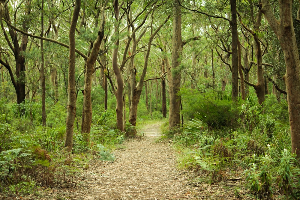 green leafed trees