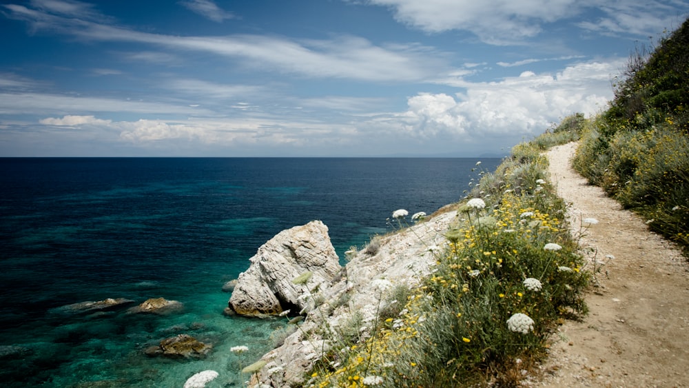 flores de pétalos blancos y hierba verde junto a un camino gris y un mar azul