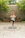 A smiling woman practicing yoga outdoors surrounded by green trees and neighbors.