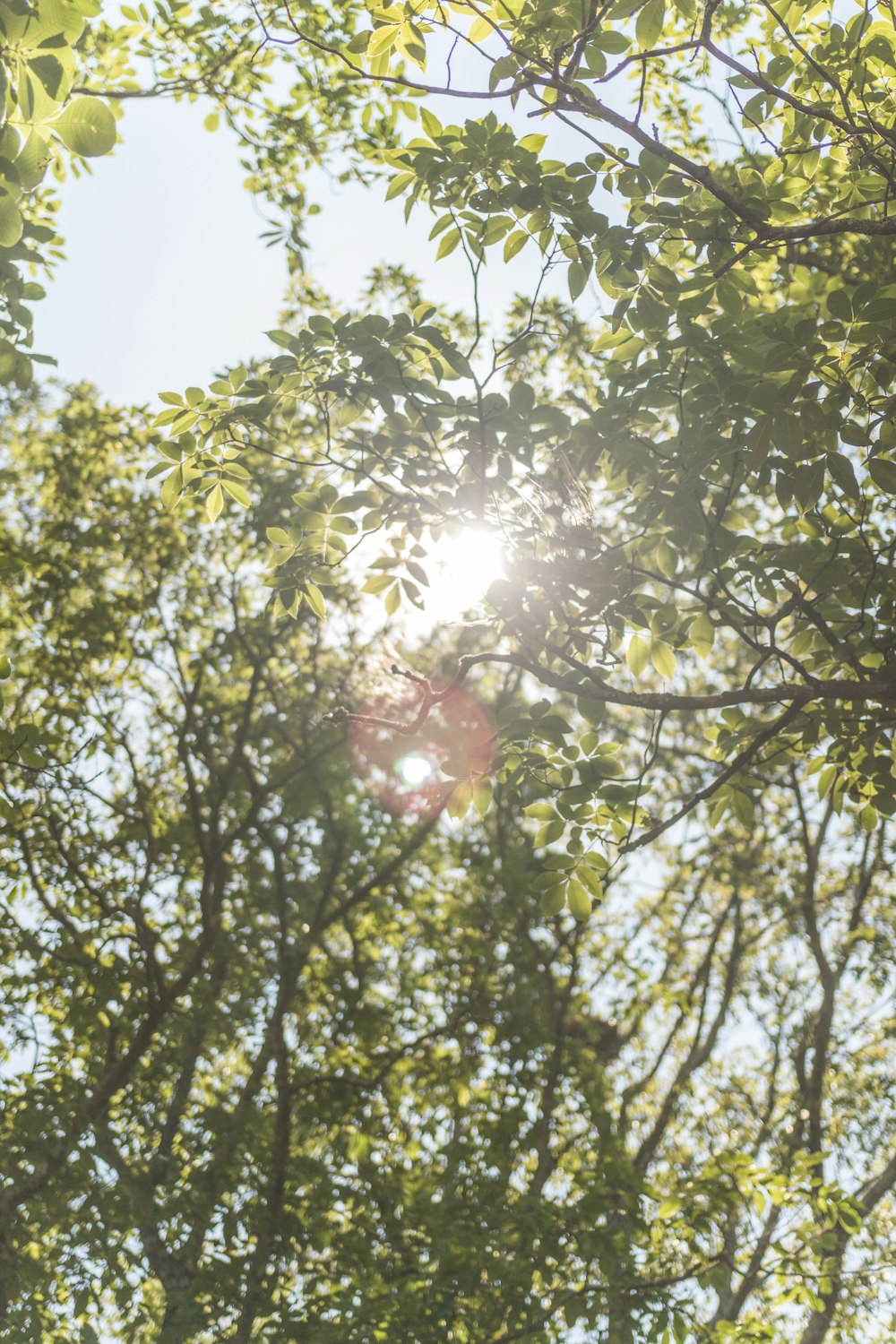 green trees at daytime