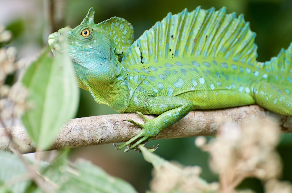 green iguana on brown tree branch