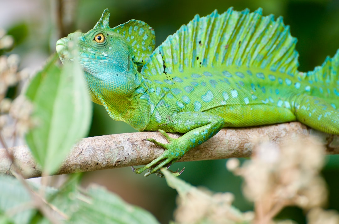 green iguana on brown tree branch