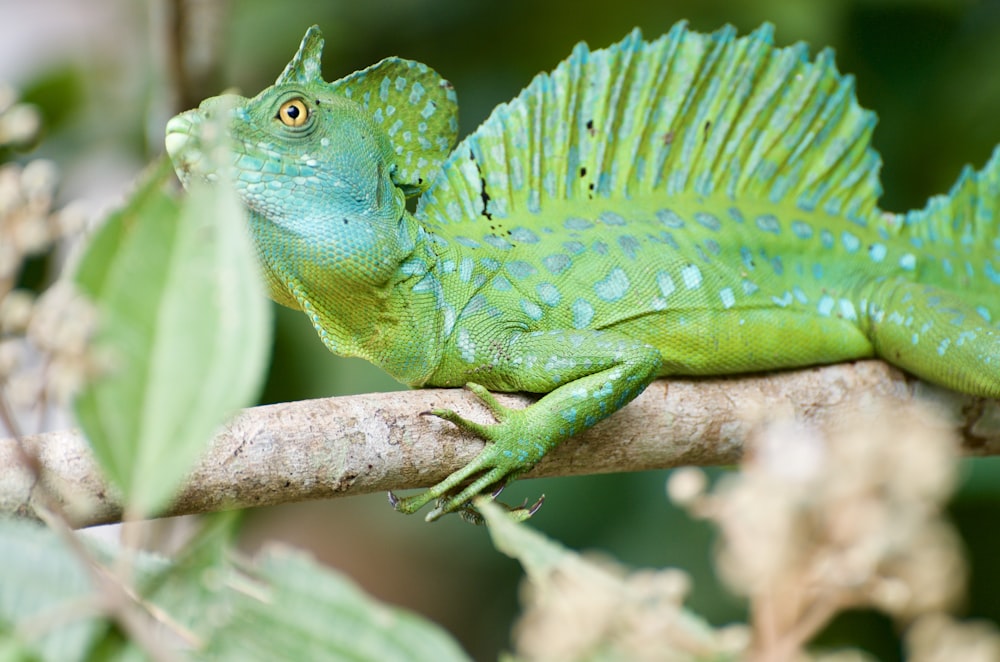 iguana verde sul ramo marrone dell'albero