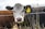 Two cows are standing in a grassy field, separated by a thin wire fence. The cow on the right has a black body with a white face and a yellow ear tag displaying the number '33E'. The scene is natural, with tall, dried grasses in the foreground.