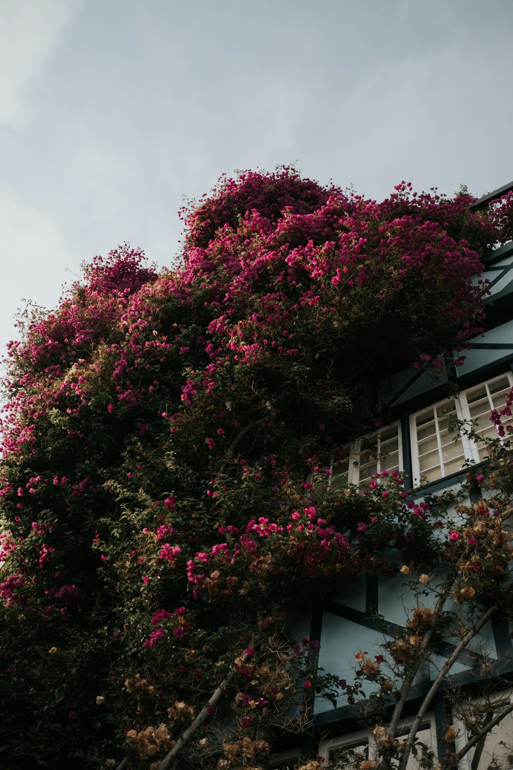 집 옆의 분홍색 꽃