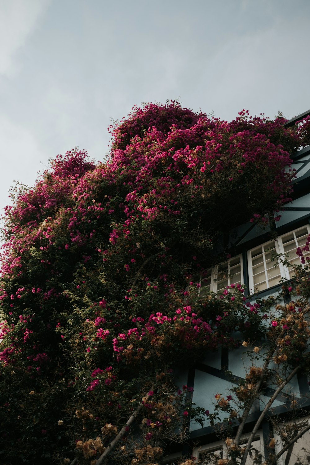 pink flowers by the house