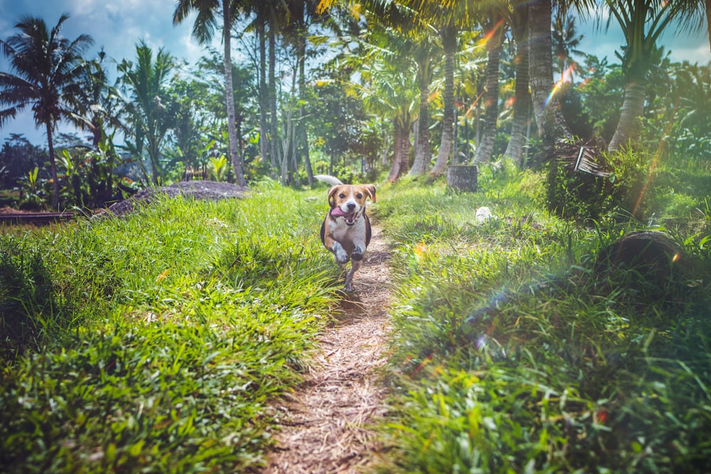 short-caated dog running