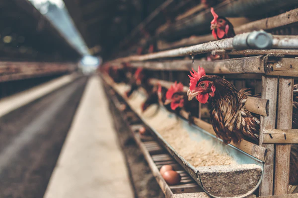 Commercial poultry