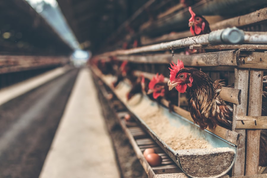 Chickens in cages on a chicken farm in Bali, Indonesia (Artem Beliaikin via Unsplash)