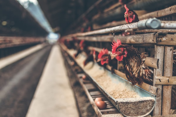 Poultry chicken on the farm