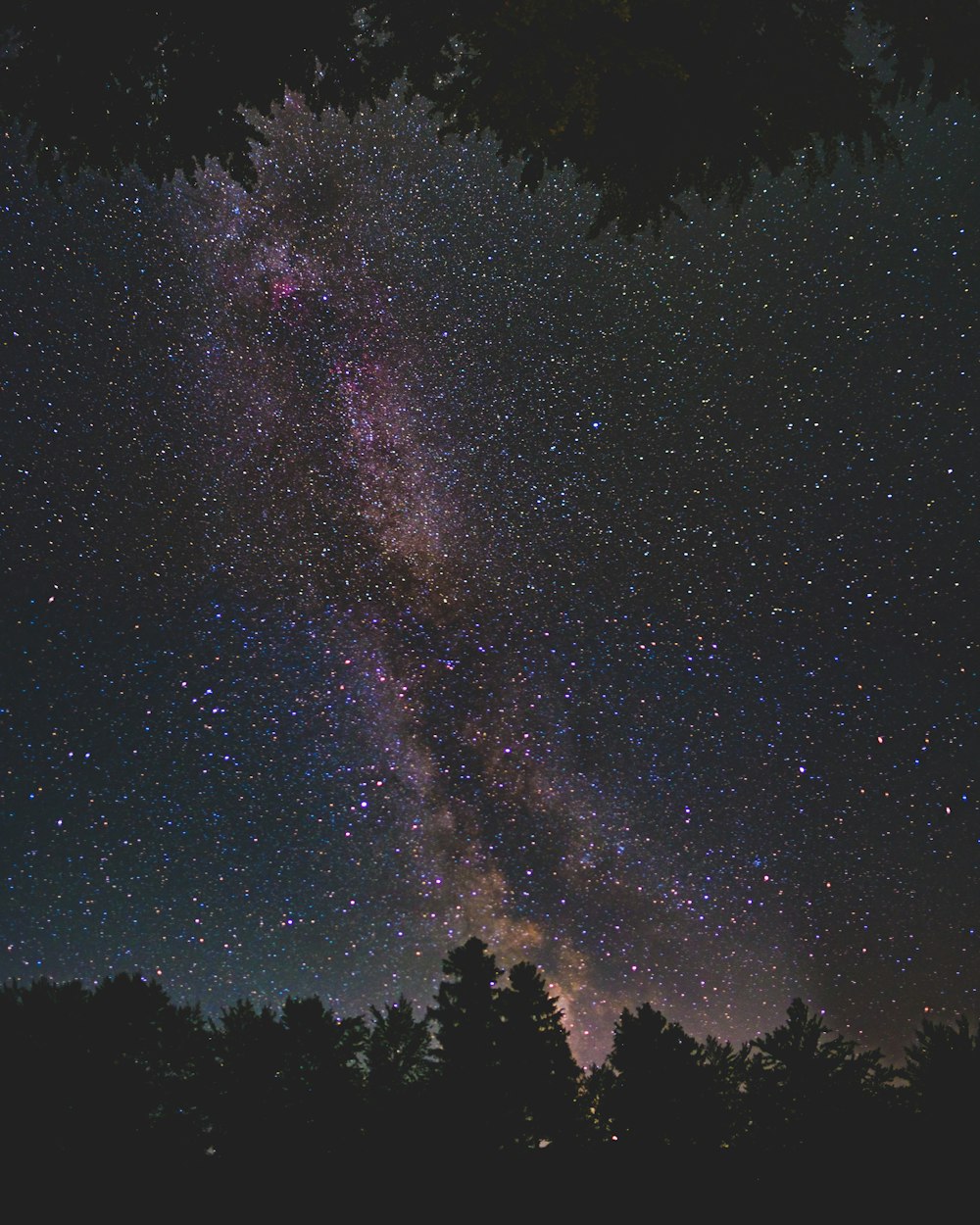 silhouette of trees under clear night sky